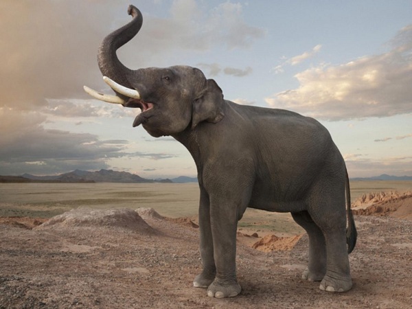 Mơ thấy con voi đánh số gì và ý nghĩa mơ thấy voi là gì?