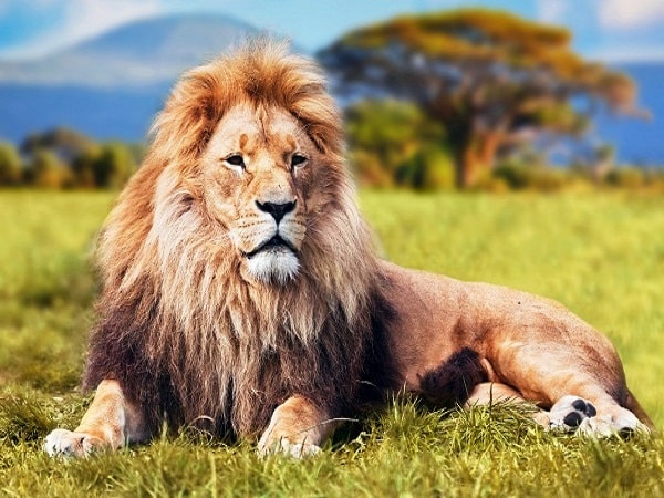 Nằm mơ thấy sư tử đánh con gì?