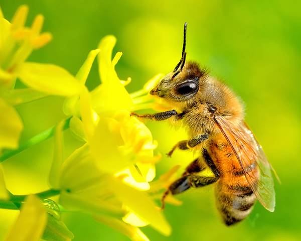 mo thay ong