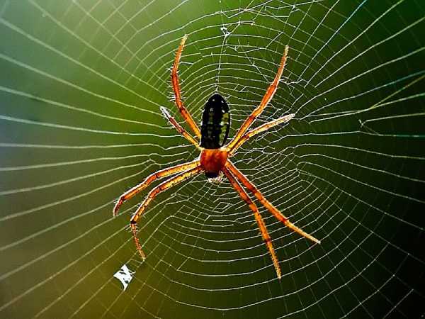 Điềm báo giấc mơ thấy nhện là gì? Đánh số lô bao nhiêu?