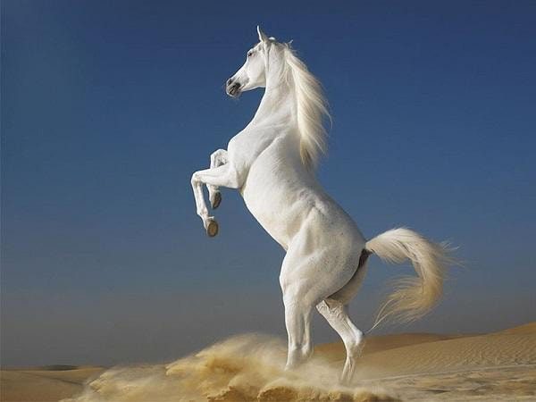 Nhìn thấy ngựa trắng có con gì may mắn báo hiệu điềm gì