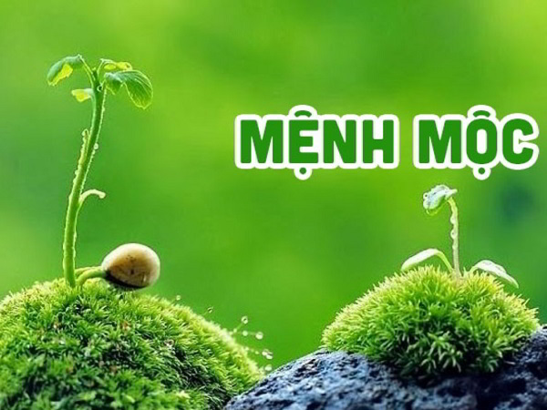 Tiết lộ số hợp mệnh Mộc 1988 giúp thu hút vượng khí