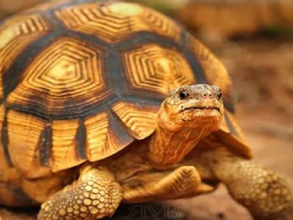 Giải mã từng trường hợp giấc mơ thấy rùa vàng